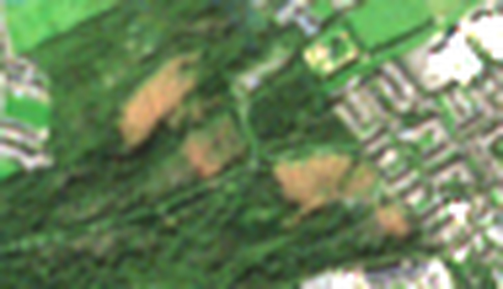 The same area on 26 September 2026: brown patches of bare ground where canopy was felled