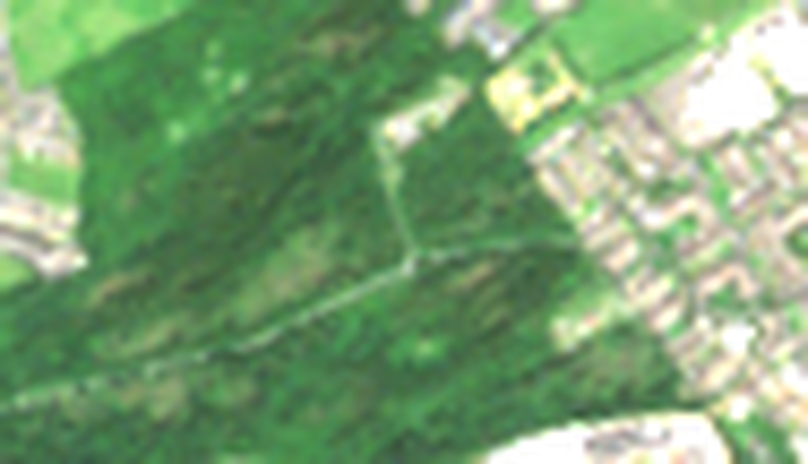 The northern block on 13 July 2026: continuous dark-green conifer canopy