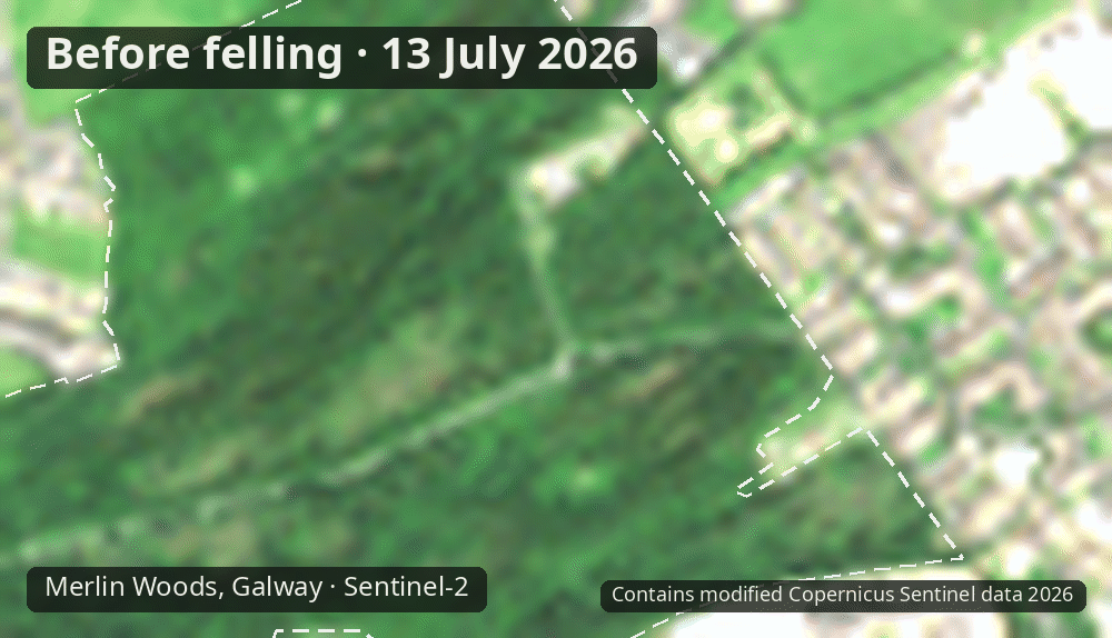 Animation stepping through 6 cloud-free Sentinel-2 scenes of the northern block from 13 July to 26 September 2026; brown felled patches appear in the later frames